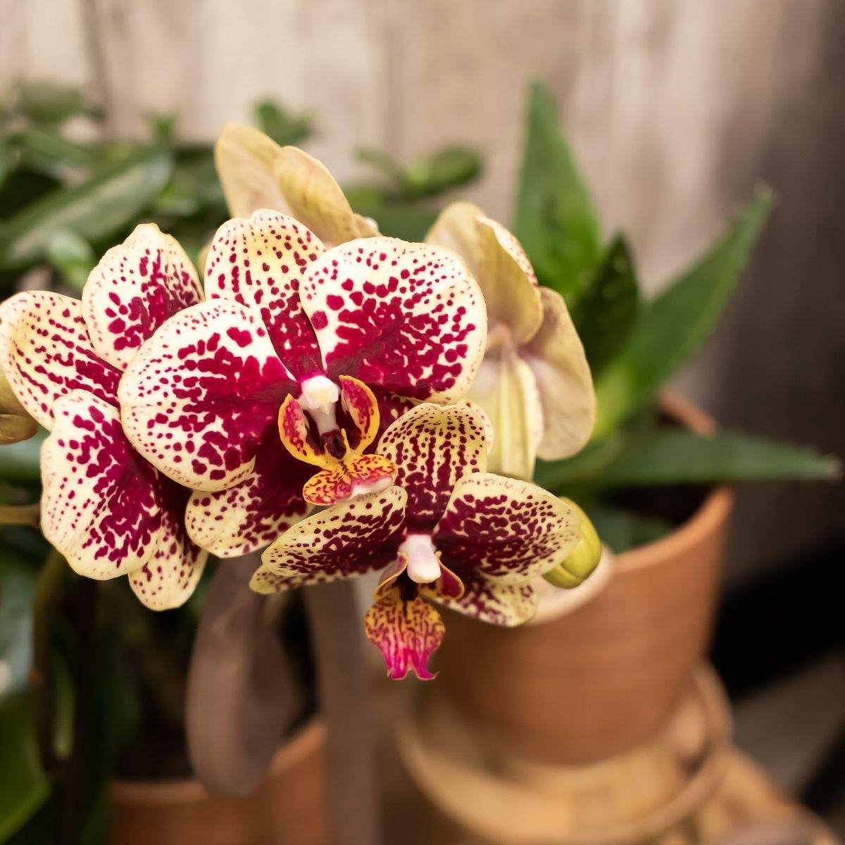 Orchidées Phalaenopsis Violettes - Lot De 2 - Kolibri - Pot Ø9 Cm - Plante D'Intérieur