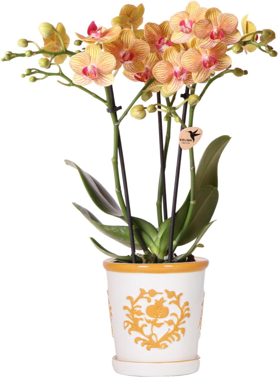 Kolibri Orchids | oranje orchidee Jamaica + Malaga sierpot oranje - potmaat Ø9cm | bloeiende kamerplant - vers van de kweker