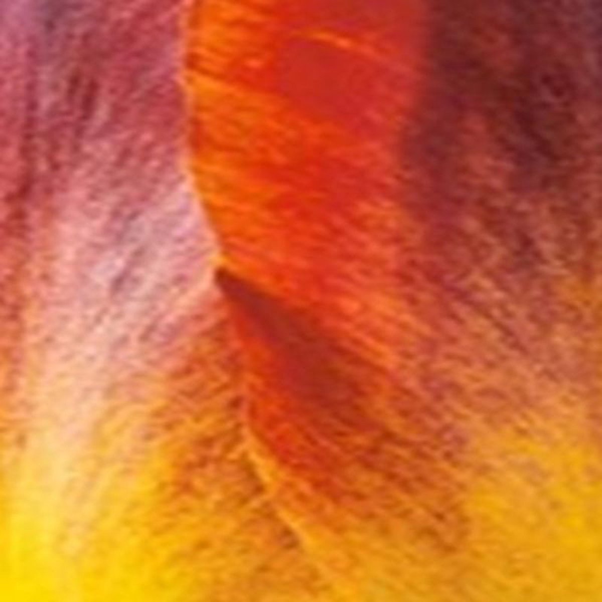 JUB - Tulipa Amberglow