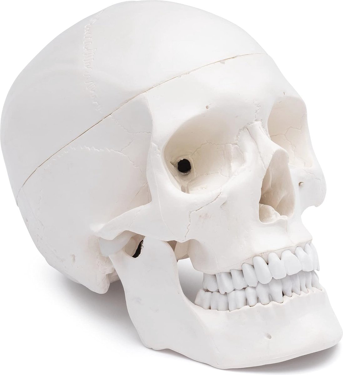 Anatomisch schedelmodel voor medische studies en opleiding | Levensgroot en gedetailleerd | Flexibel en eenvoudig te gebruiken
