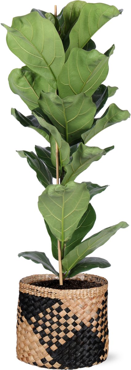 Green Harmony | Ficus Lyrata - Ø21cm - 90cm in Albury BLACK print mand