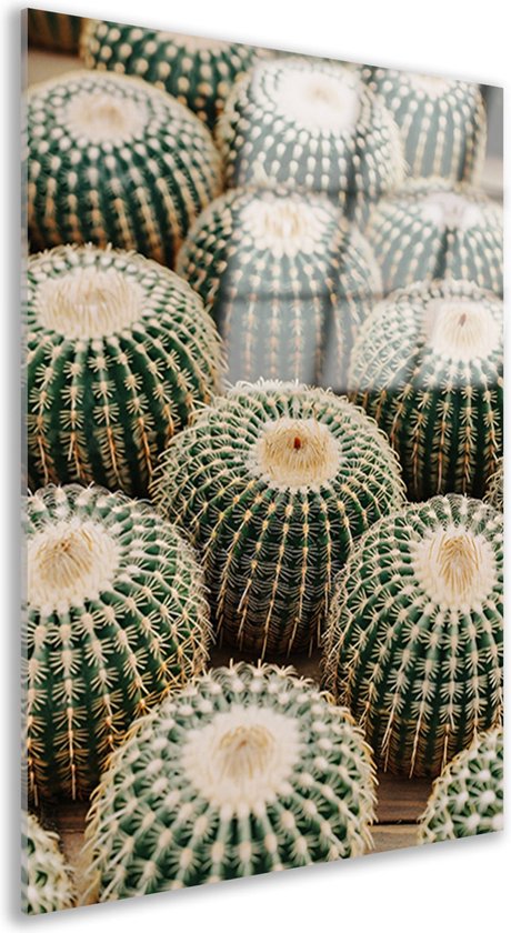 Cactus schilderij op glas - Plant schilderij - Schilderij Hout - Schilderijen op glas industrieel - Plexiglas - Woondecoratie acrylglas 50x75 cm