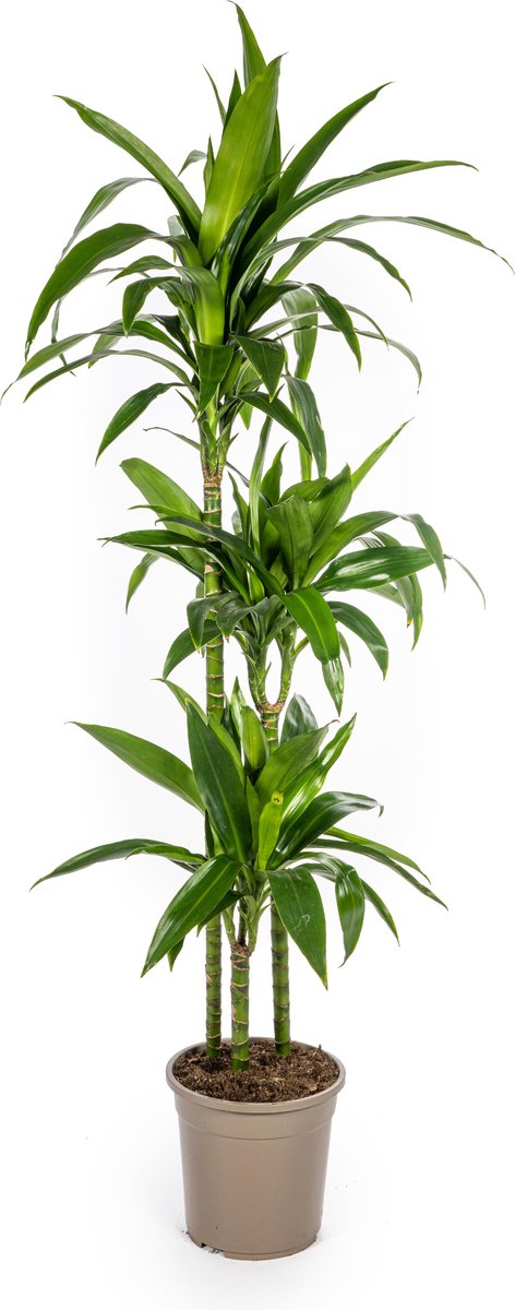 Green Harmony | Dracaena Deremensis Lisa Ø24cm - 140cm