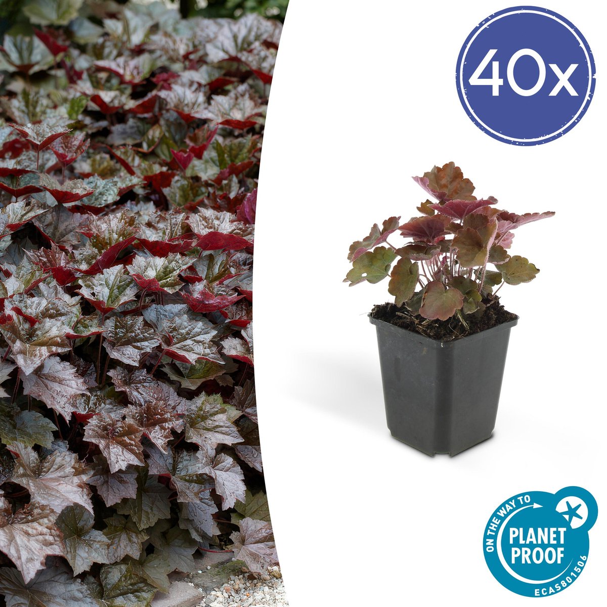 Green Harmony | Heuchera mic. 'Palace Purple' - 25cm - Ø9cm