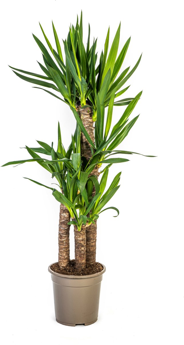 Green Harmony | Yucca Elephantipes Ø21cm - 100cm