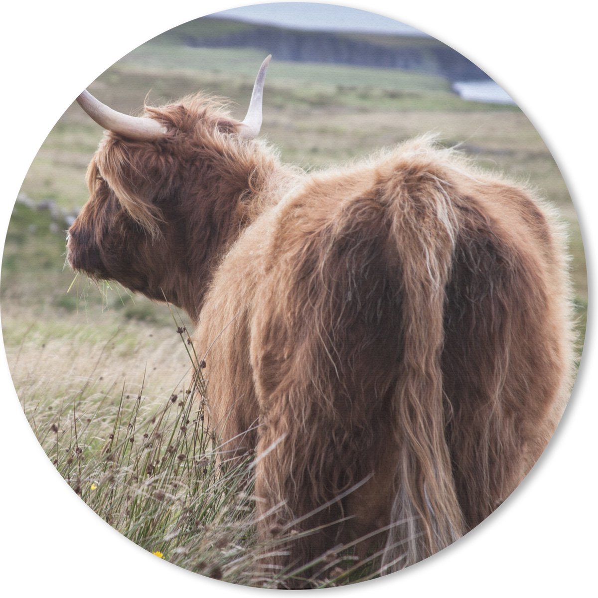 Muismat rond 30x30 cm - Mousepad Schotse Hooglander - Natuur - Zee - Ronde muismatten