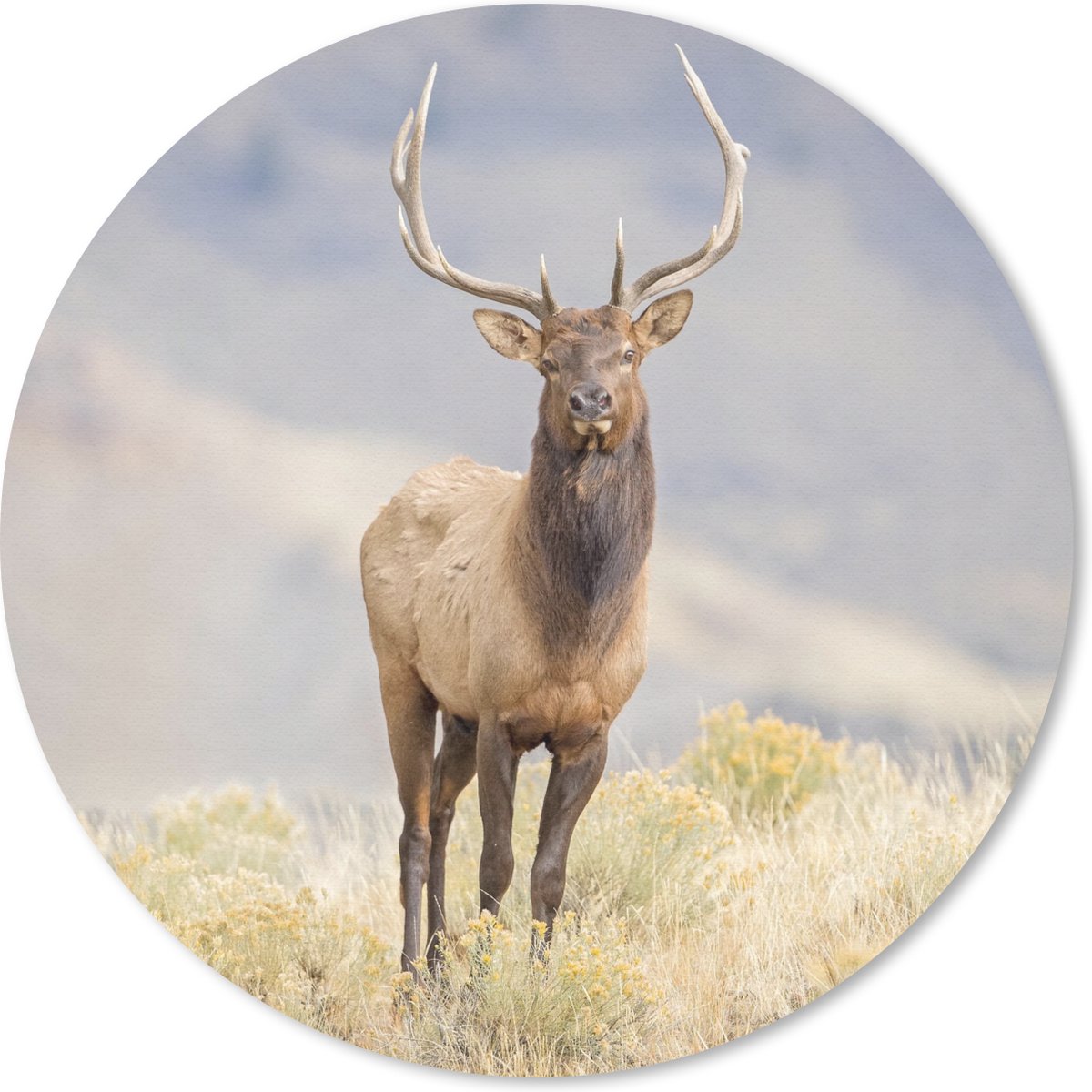 Muismat rond 20x20 cm - Mousepad Hert - Berg - Gras - Ronde muismatten