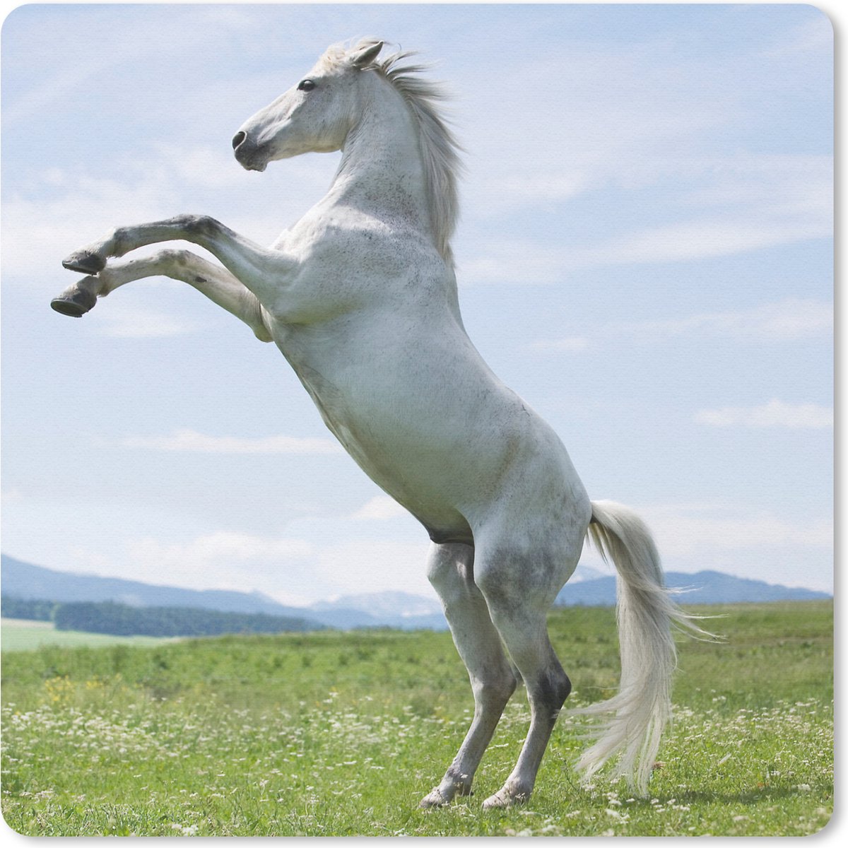 Muismat 20x20 cm - Mousepad Paard - Steigeren - Natuur - Muismatten