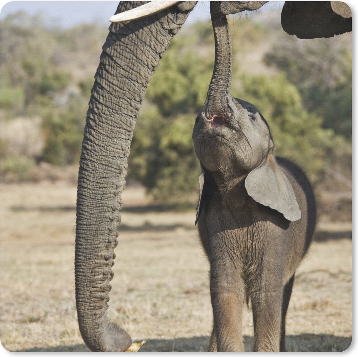 Muismat 20x20 cm - Mousepad Olifant - Dieren - Gras - Natuur - Muismatten