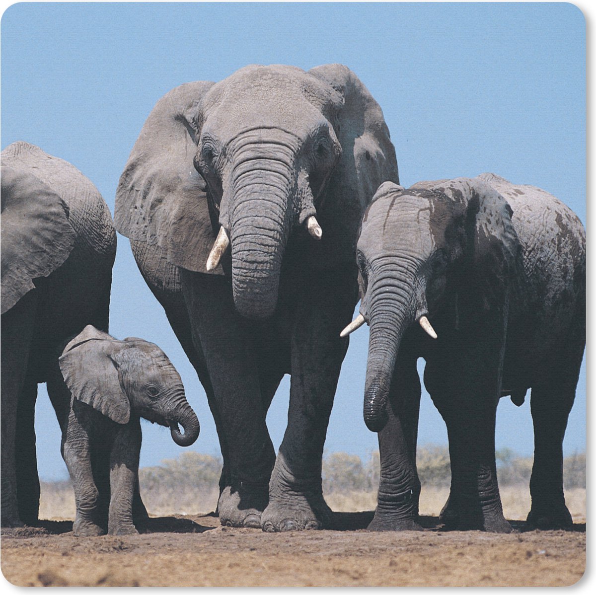 Muismat 30x30 cm - Mousepad Olifant - Vlakte - Dieren - Natuur - Muismatten