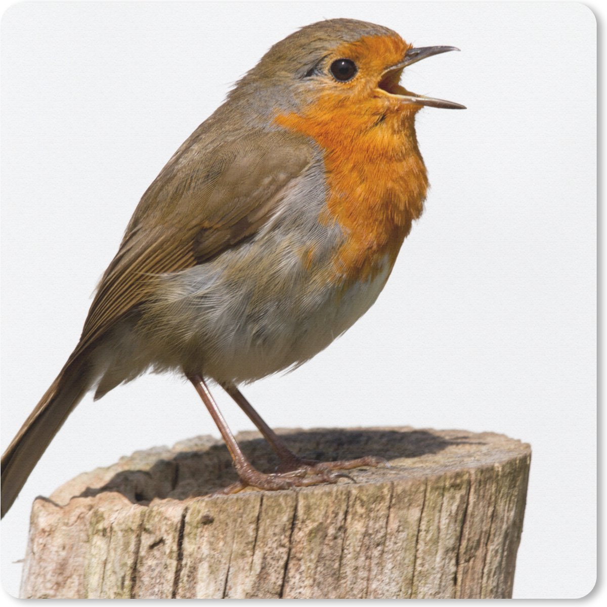 Muismat 20x20 cm - Mousepad Roodborstje - Vogel - Hout - Muismatten