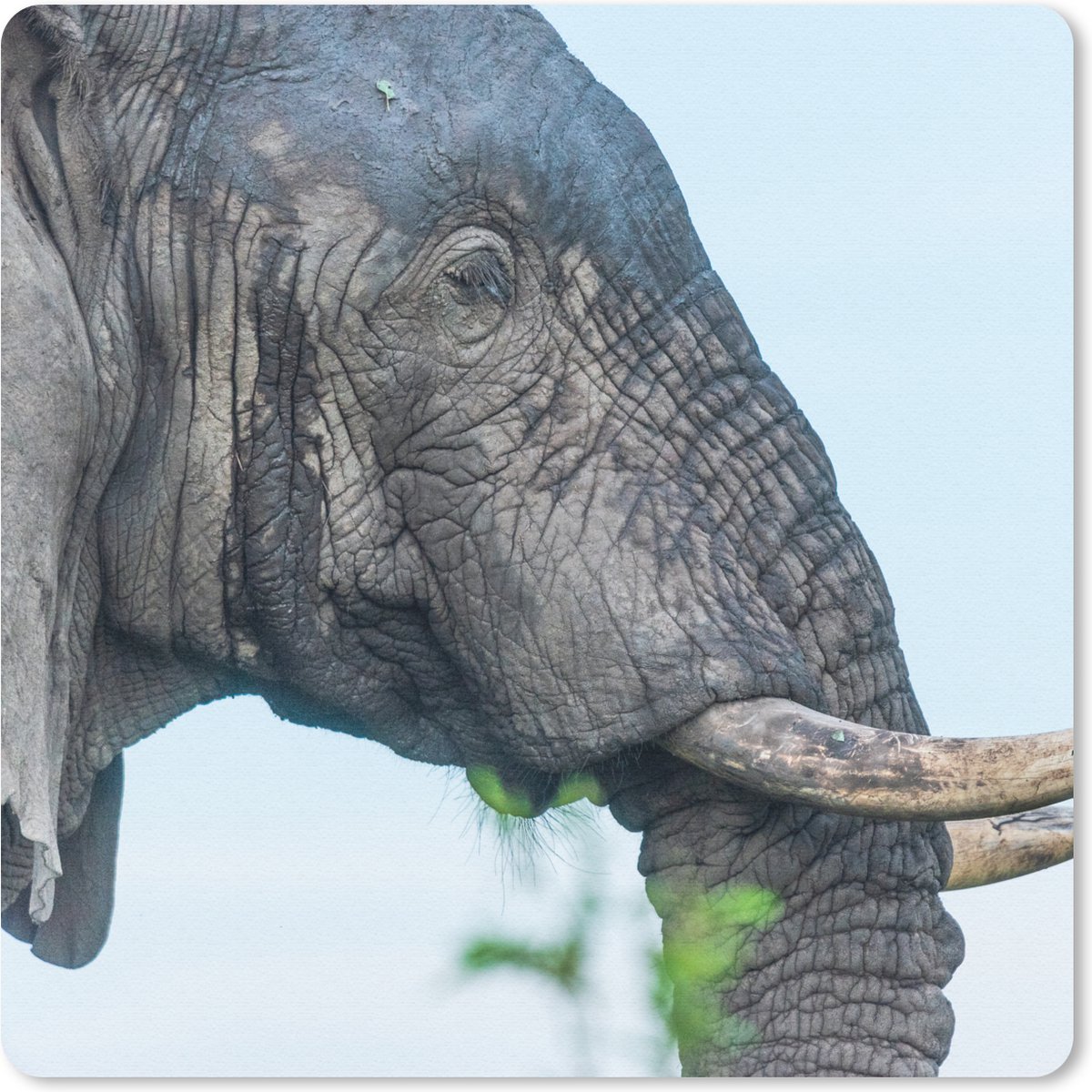 Muismat 30x30 cm - Mousepad Olifant - Dieren - Grijs - Natuur - Muismatten