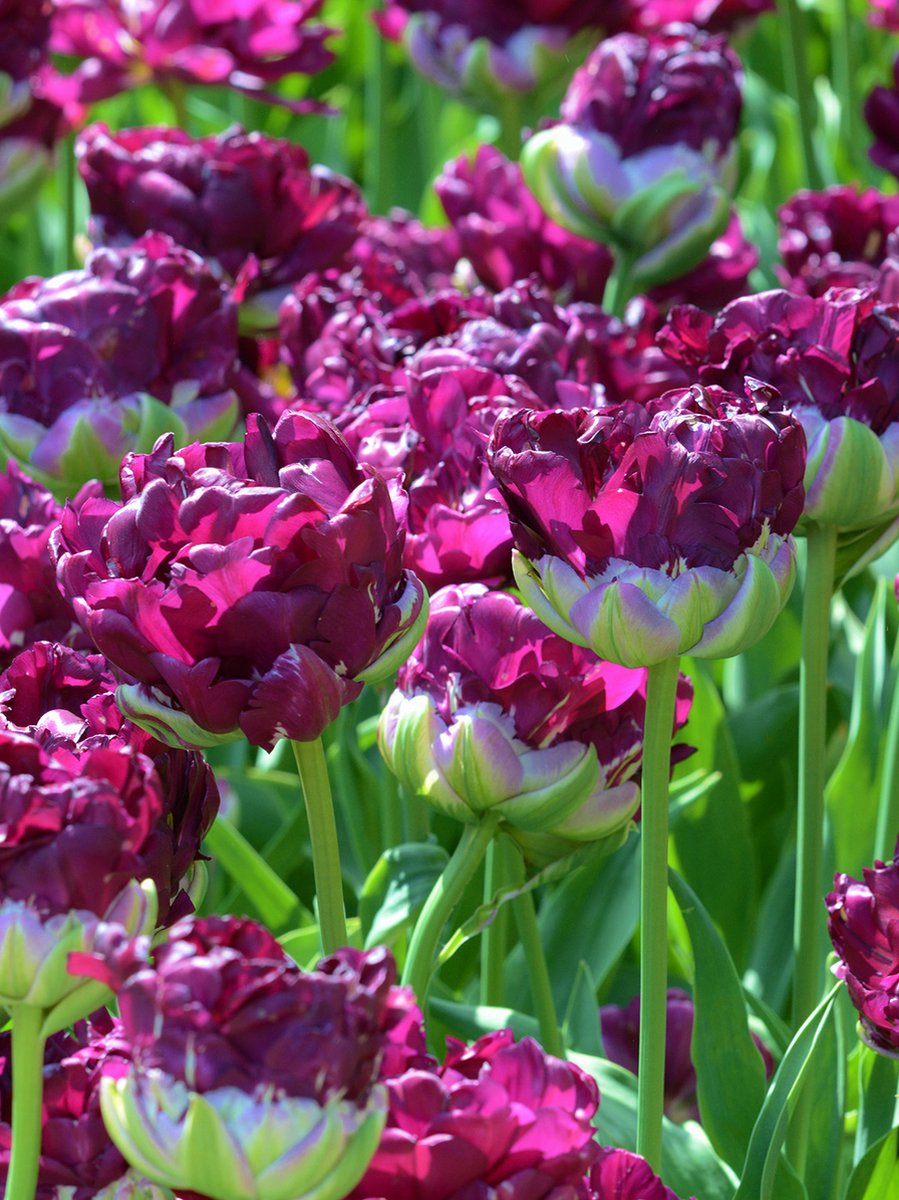 Tulp Wow® | 10 stuks | Dubbel laat | Paars | Tulpenbollen