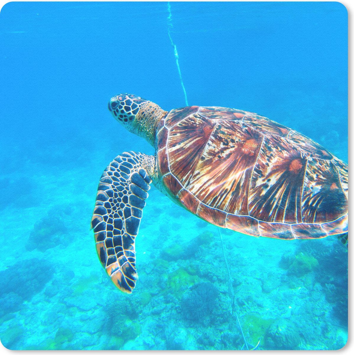 Muismat 30x30 cm - Mousepad Schildpad - Zee - Blauw - Muismatten