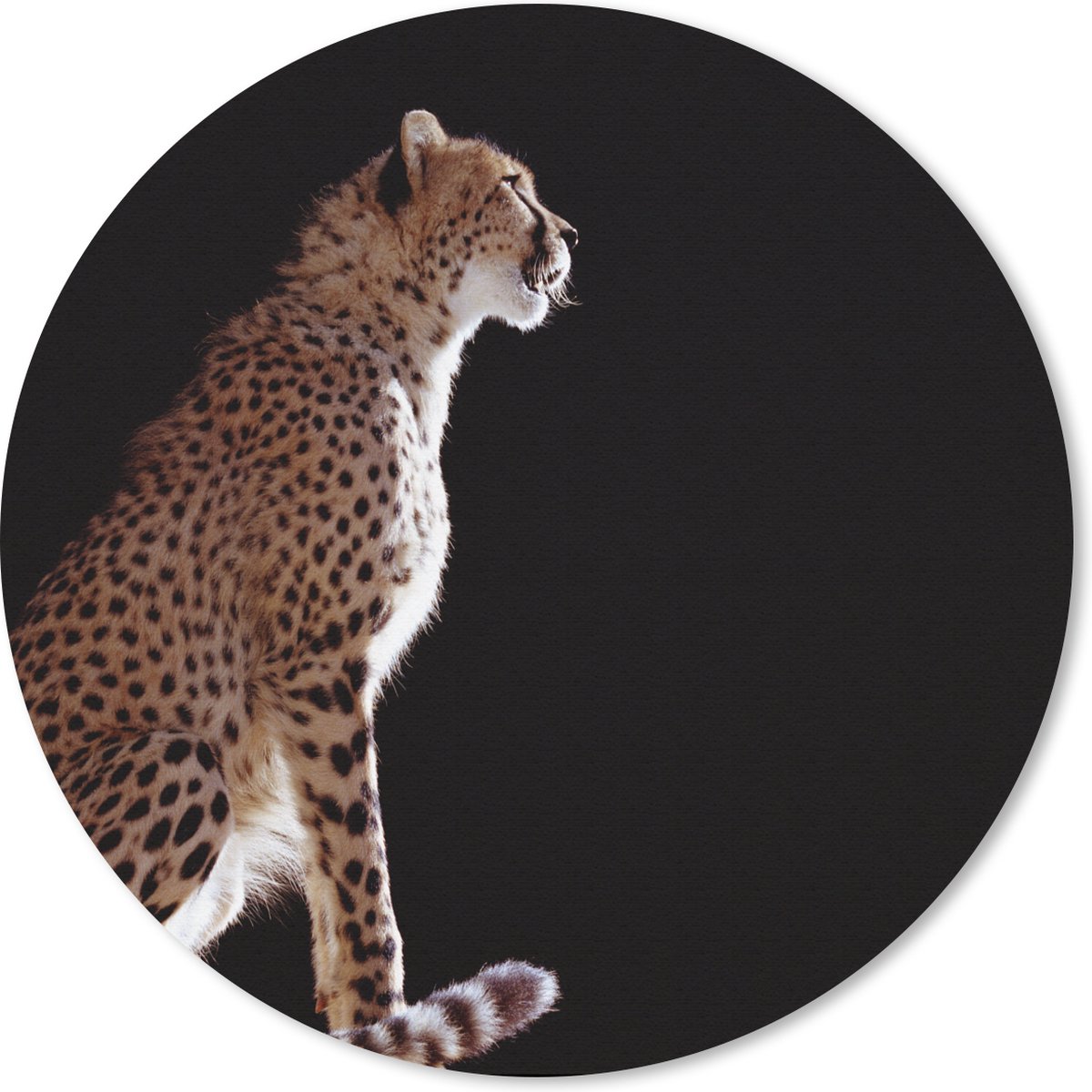 Muismat rond 40x40 cm - Mousepad Cheeta - Dieren - Licht - Ronde muismatten