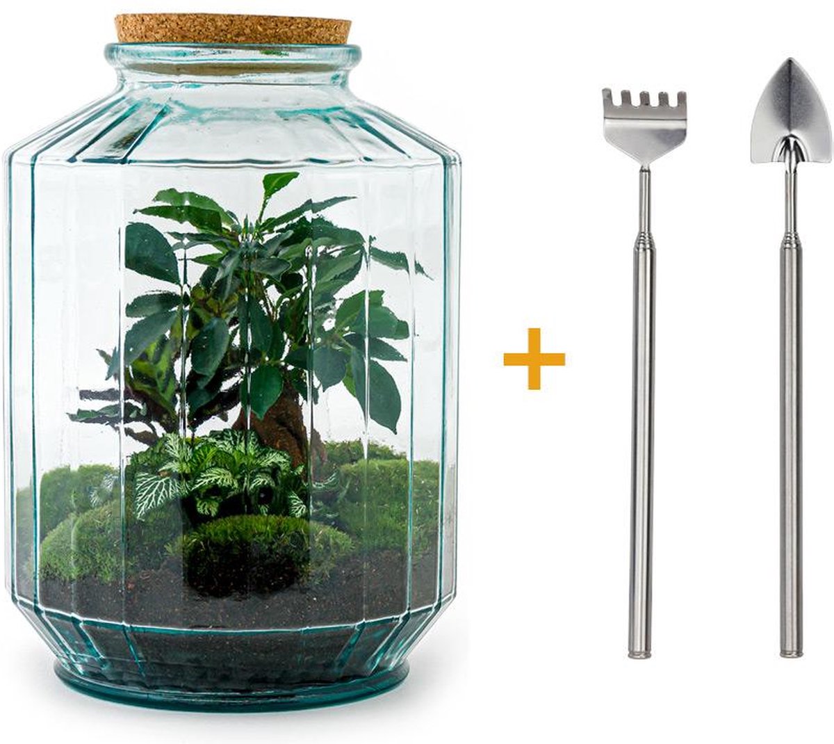 DIY terrarium - Botanical garden XL -  35 cm