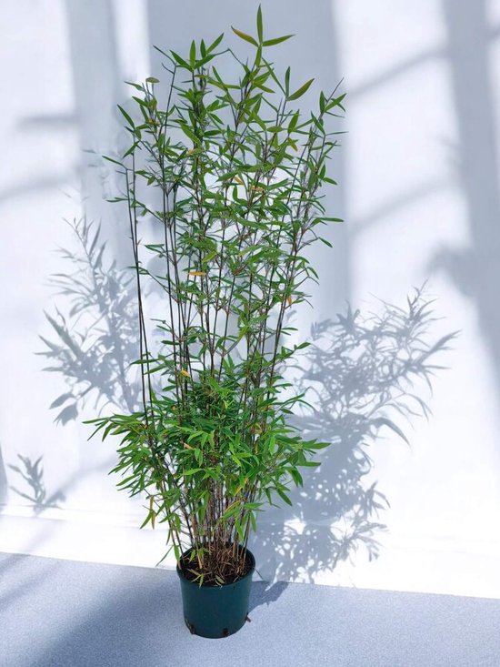 Fargesia Nitida Winter Joy - Set de 3 - 120+ cm de haut - Pot de culture de 5,5 litres | Plantes de Bamboe Fargesia | Robuste | À feuilles persistantes | Non invasif | Plante cadeau