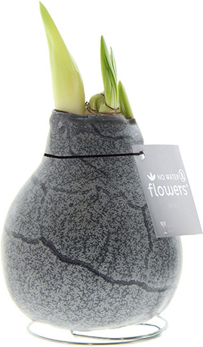 Wax Amaryllis Marble Zwart | Prachtige Wax Amaryllis voor in huis | Rood