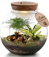 Tropical Biodome met Lamp