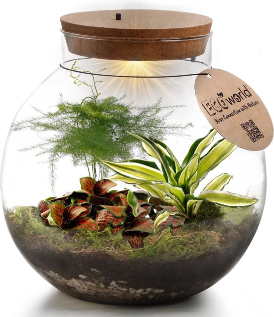 Foto: Vdvelde com planten terrarium met verlichting ecoworld tropical biodome planten in glazen pot 3 gekleurde kamerplanten planten bolvormig glas hoogte 25 cm