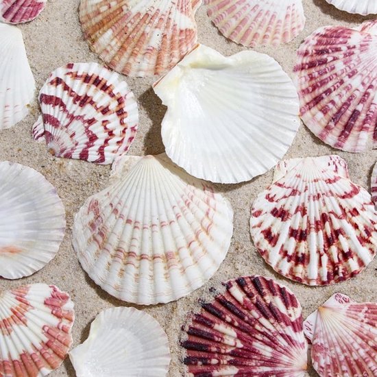 Knutselen met schelpen | 13 Leuke schelpen knutsels voor kids