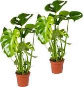 Bloomique - Set van 2 - Monstera Deliciosa - Gatenplant - Kamerplanten - Luchtzuiverend - Gemakkelijk in onderhoud - 50-60 cm Hoog - Pot 17 cm