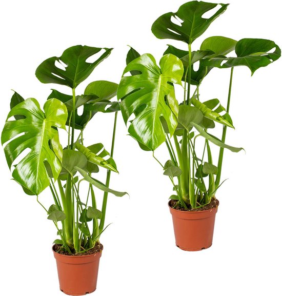 Foto: Monstera deliciosa gatenplant set van 2 kamerplant luchtzuiverende plant voor binnen 17 cm 50 60 cm