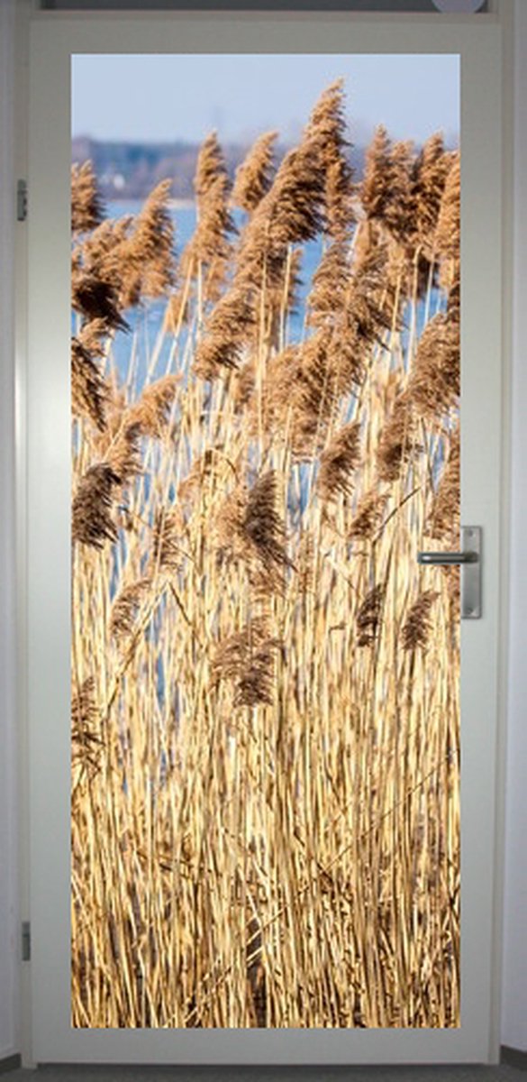 Deurposter 'Riet' - deursticker 75x195 cm