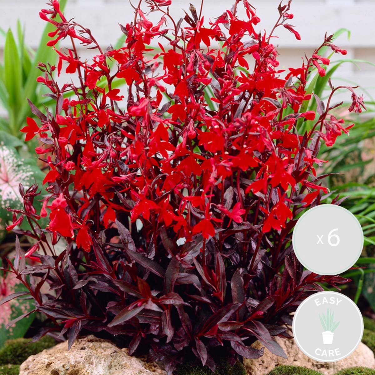 Bloomique - Set van 6 - Lobelia Queen Victoria - Kardinaalsbloem - Prachtlobelia - Rood - Vijverplanten - Waterplanten - Winterhard - Hoogte 20-30 cm - Pot 9 cm