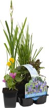 Bloomique - Set van 6 - Bloeiende Vijverplanten - Achilia - Caltha - Lobelia - Lysimachia - Mazus - Schizostylis - Vijverzone 1-2 - 15-25 cm Hoog - Pot 9 cm