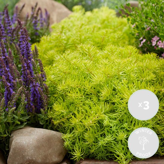 Planten Groenblijvend kopen? ✔️ Tot 36% korting op Planten