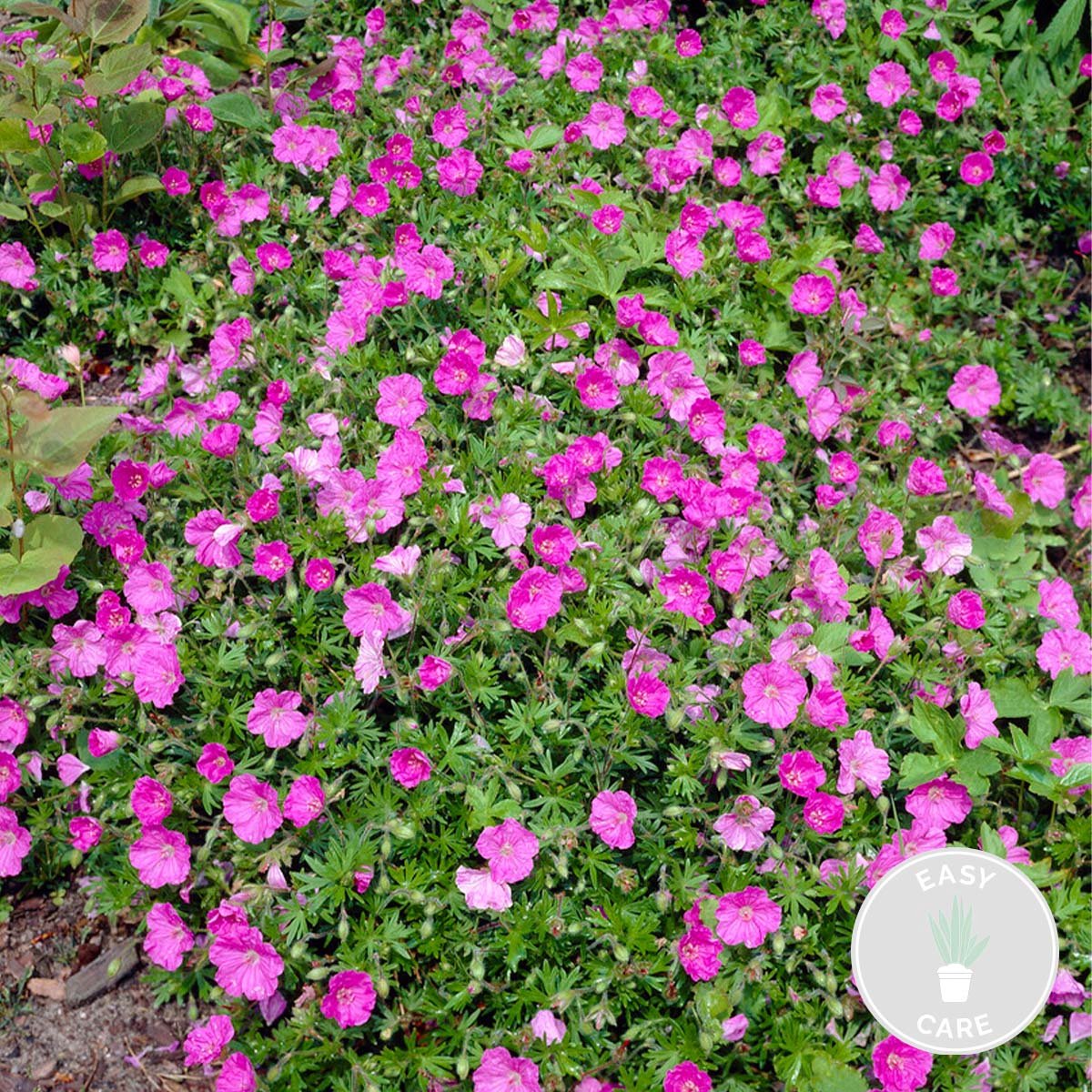 Bloomique - Geranium Sanguineum - Bloedooievaarsbek - Winterhard - Hoogte 10-20 cm - Pot 9x9 cm