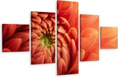 Schilderij - Oranje Chrysant, 5luik, premium print