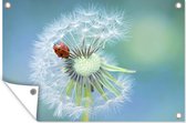 Tuinposter - Tuindoek - Tuinposters buiten - Lieveheersbeestje zit op een blaasbloem - 120x80 cm - Tuin