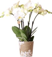 Kolibri Orchids | Witte Phalaenopsis orchidee potmaat - Jewel Ghent - potmaat Ø12cm | bloeiende kamerplant - vers van de kweker