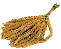 Trosgierst chinees - 15 kg - 1 stuks