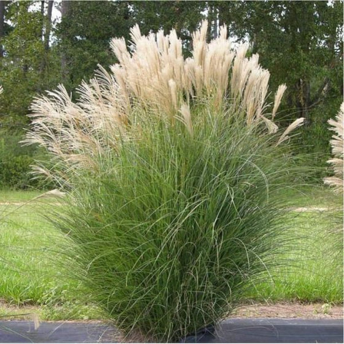 12 x Laag Prachtriet - Siergras Winterhard - Miscanthus sinensis Adagio in 9x9cm pot met hoogte 5-10cm