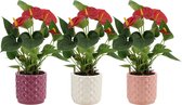 Kamerplanten van Botanicly – 3 × Flamingoplant – Hoogte: 20 cm – Anthurium diamond red