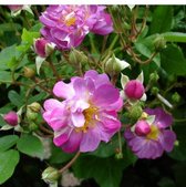 Veilchenblau | Rambler roos | Paars | Klimroos | 4 tot 6 meter | Wortel