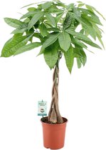 Pachira met gevlochten stam ↨ 90cm - hoge kwaliteit planten