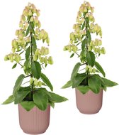 Duo Kalanchoë 'Magic Bells' in ELHO Vibes Fold sierpot (delicaat roze) ↨ 65cm - 2 stuks - planten - binnenplanten - buitenplanten - tuinplanten - potplanten - hangplanten - plantenbak - bomen
