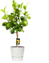 Citrus Bergamot in ELHO outdoor sierpot Greenville Rond (wit) ↨ 85cm - hoge kwaliteit planten