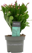 Decorum Schlumbergera pink ↨ 30cm - planten - binnenplanten - buitenplanten - tuinplanten - potplanten - hangplanten - plantenbak - bomen - plantenspuit
