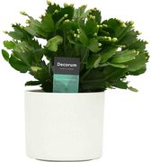 Decorum Schlumbergera White in Keramiek Gemma ↨ 30cm - planten - binnenplanten - buitenplanten - tuinplanten - potplanten - hangplanten - plantenbak - bomen - plantenspuit