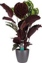 Calathea Medaillon met Elho brussels antracite ↨ 70cm - hoge kwaliteit planten