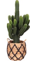 Euphorbia in Soembawa mand (zwart accent) ↨ 70cm - hoge kwaliteit planten