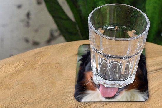 Onderzetters voor glazen - Vooraanzicht van het hoofd van de Berner Sennenhond - 10x10 cm - Glasonderzetters - 6 stuks