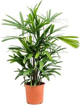 Kamerplant van Botanicly – Bamboepalm – Hoogte: 75 cm – Rhapis Excelsa