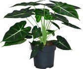 ZynesFlora - Alocasia Frydek - Ø 17 cm - Hoogte: 50 - 60 cm - Alocasia - Kamerplant