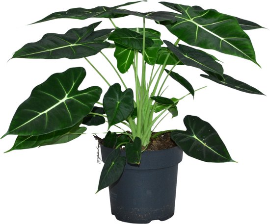 ZynesFlora - Alocasia Frydek - Ø 21 cm - ↕ Hoogte: 55 - 65 cm - Alocasia - Kamerplant